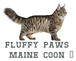 mainecoon