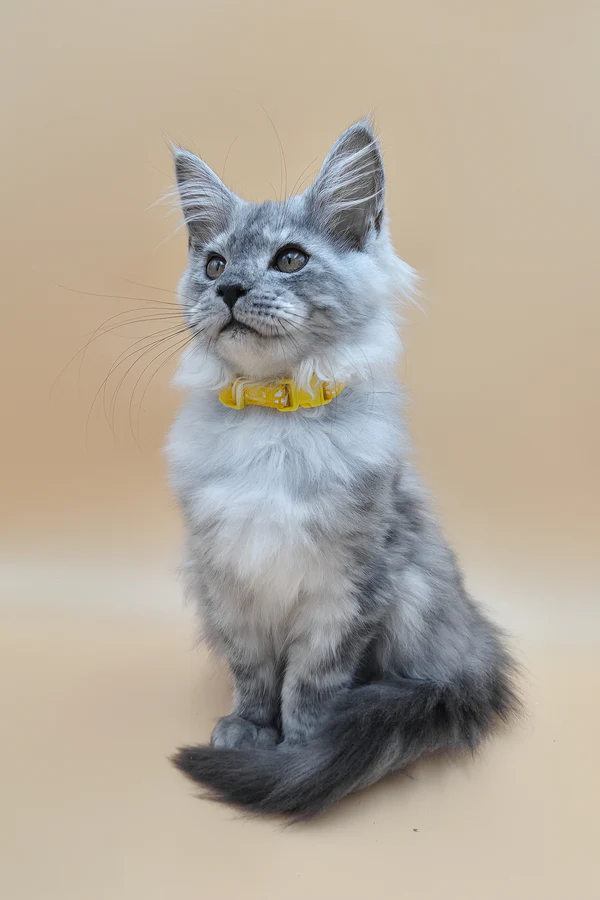 maine coon for sale