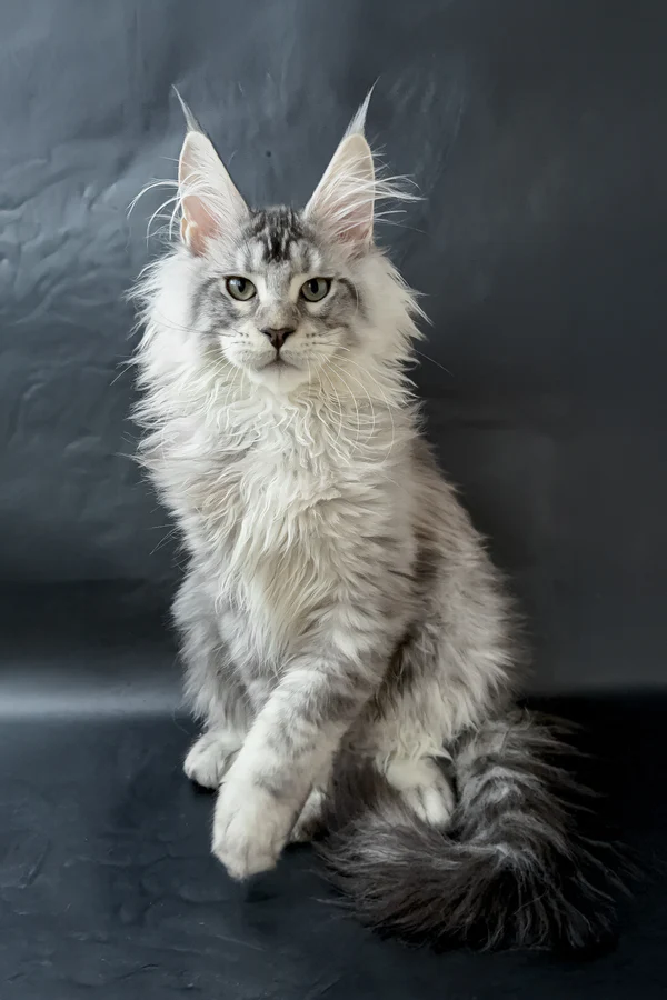 maine coon for sale