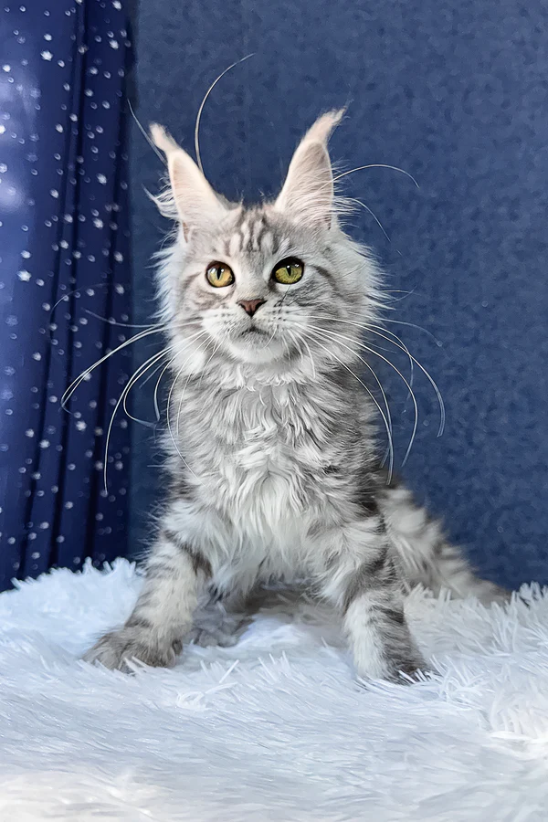 maine coon for sale