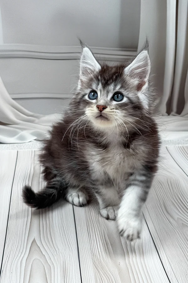 maine coon for sale