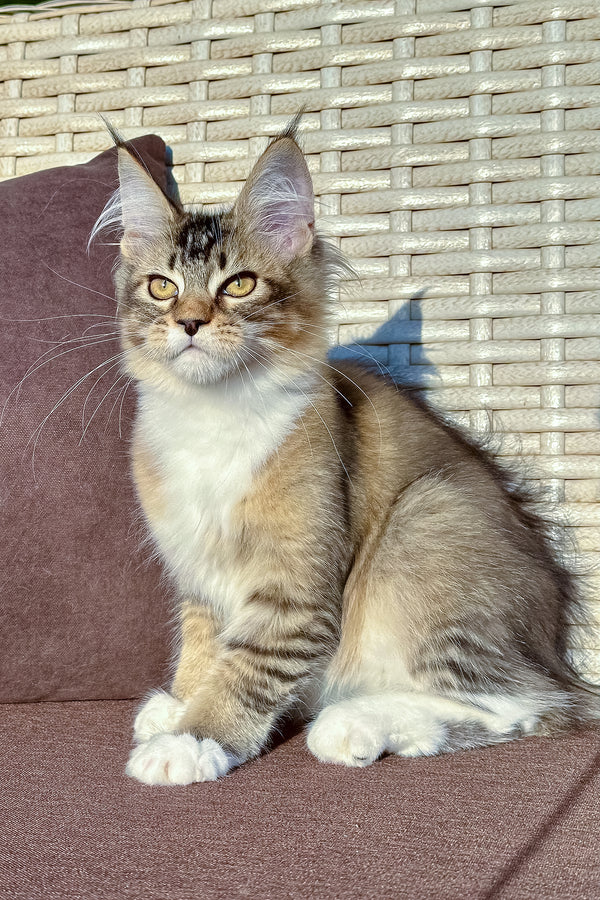 maine coon for sale